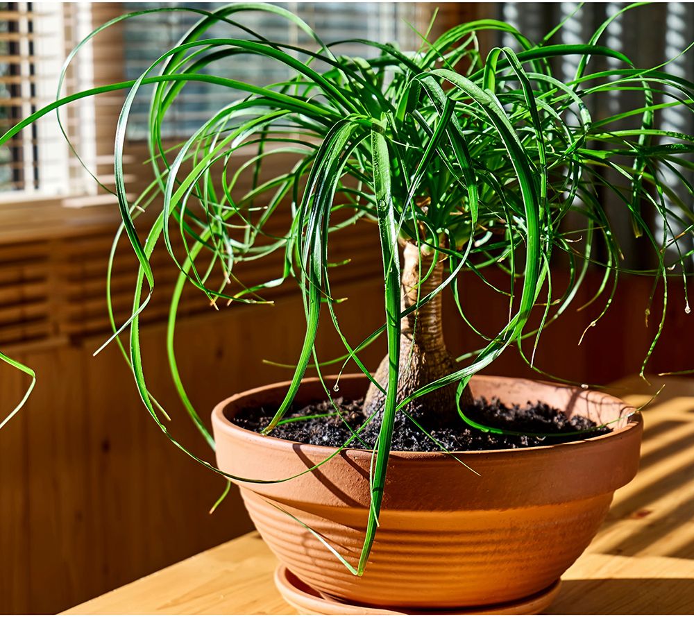 Roberta's 1pc Long Lived Pony Tail Palm Live Plant