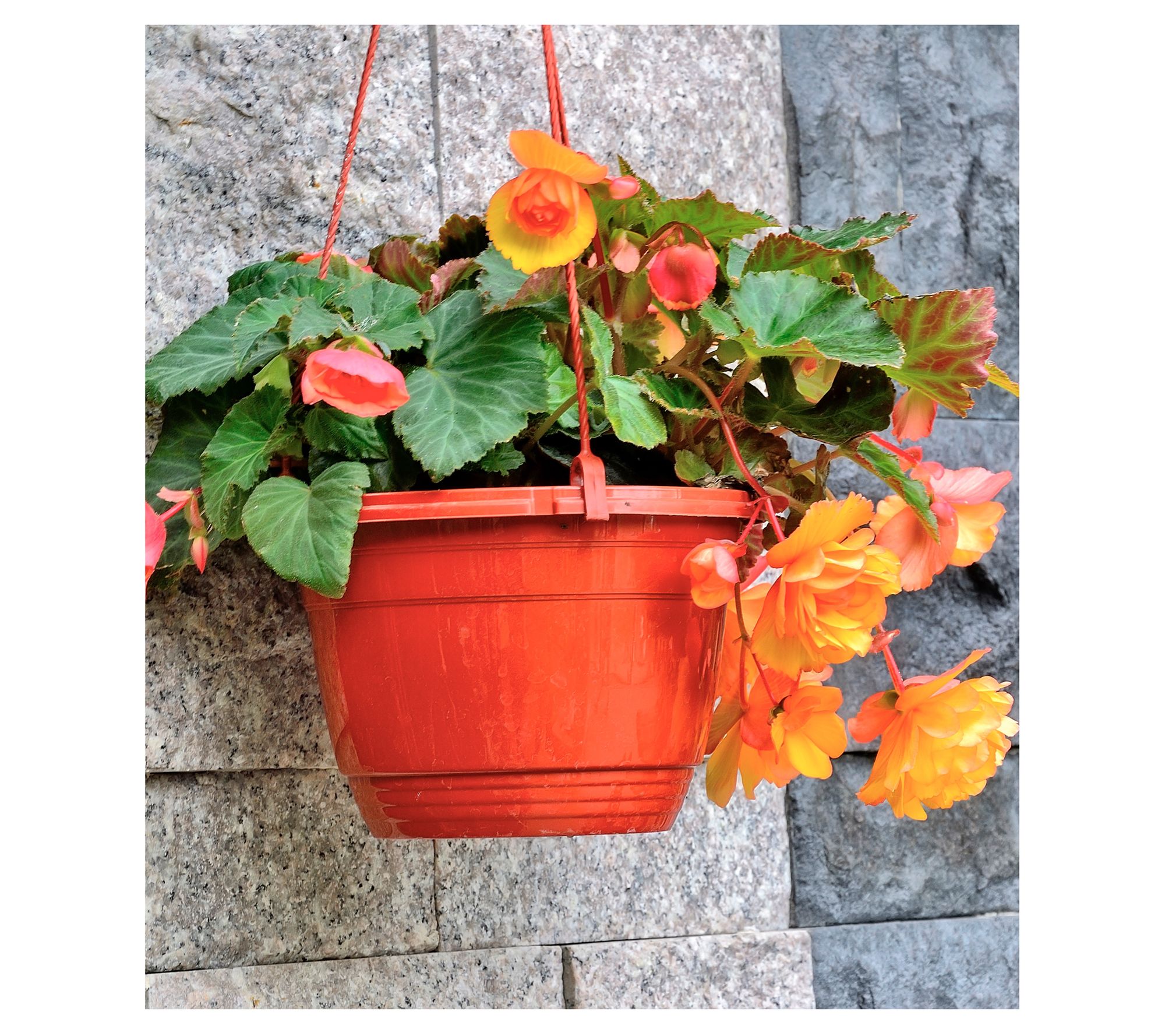 Roberta's 3pc Jumbo Begonia Bulbs w/Basket & Sample Food