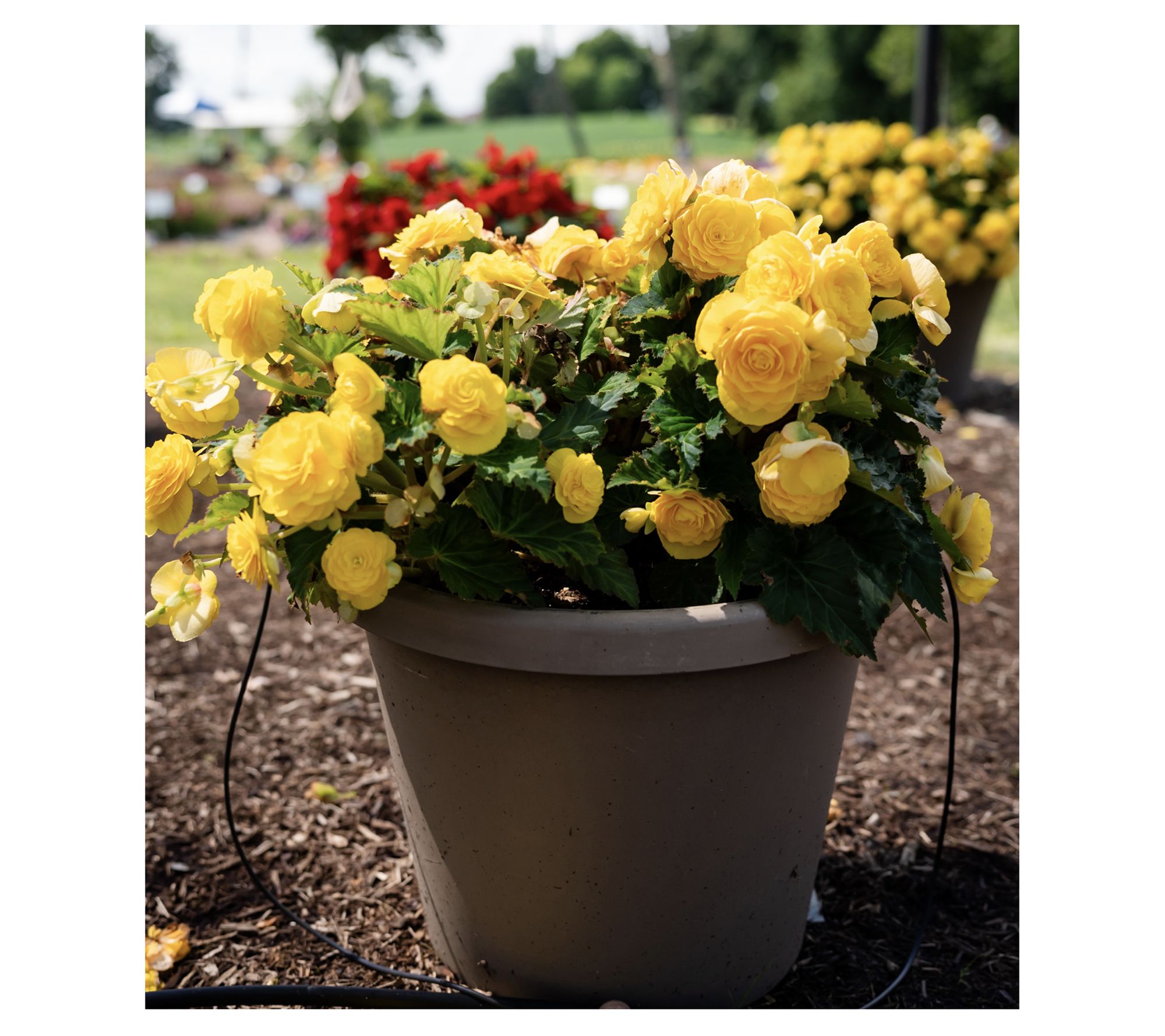 Roberta's 3pc Jumbo Begonia Bulbs w/Basket & Sample Food