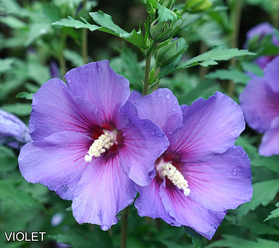 Phillip Watson Designs 1-pc. Proven Winners Rose of Sharon Hibiscus Plant