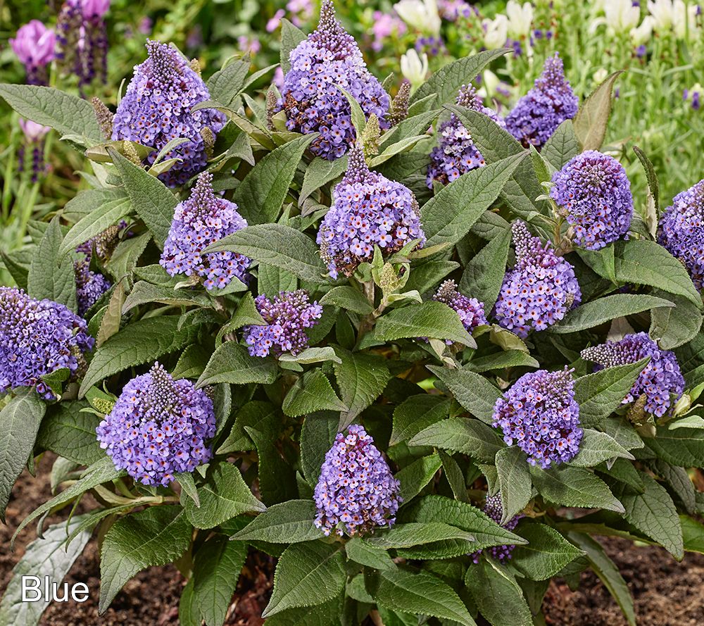 Roberta's 3-Piece Little Rockstar Butterfly Bush Live Plants