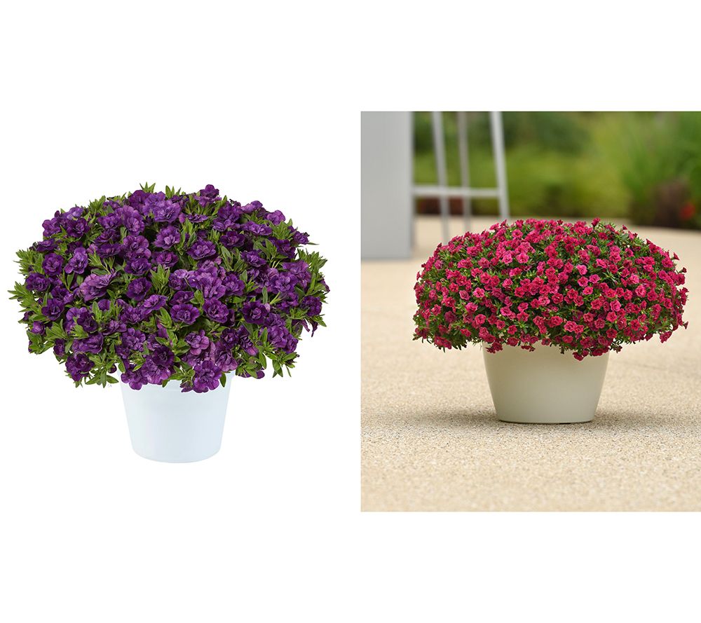 Roberta's 3-Piece Trixi Calibrachoa Live Plants w/ Sample Food - QVC.com