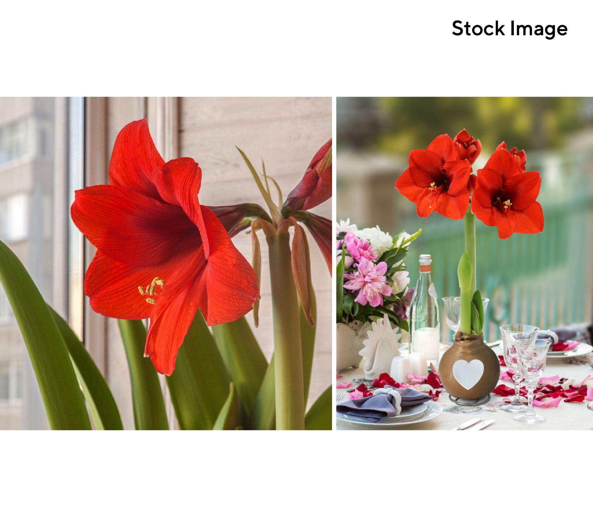 Cottage Farms 1-Piece Valentine's Day Waxed Amaryllis Bul