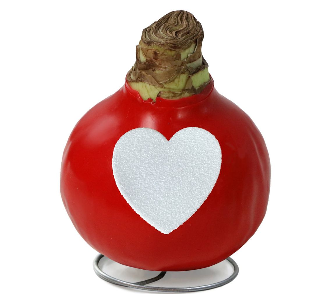 Cottage Farms 1-Piece Valentine's Day Waxed Amaryllis Bul