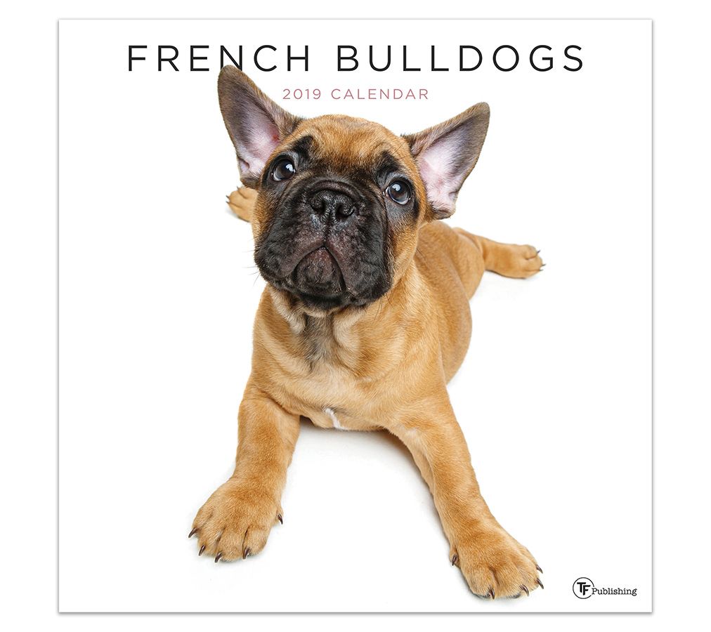 2019 French Bulldogs Wall Calendar - QVC.com