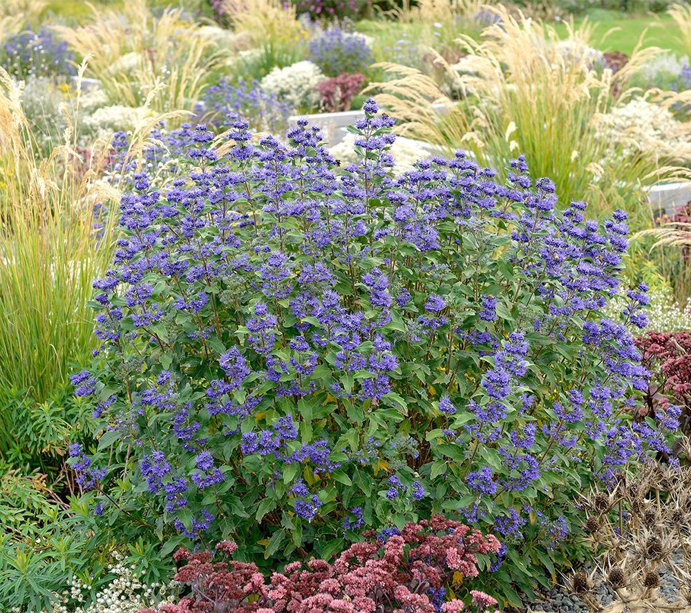 Roberta's 1Pc Caryopteris Beyond Midnight Live Plants By Sandra