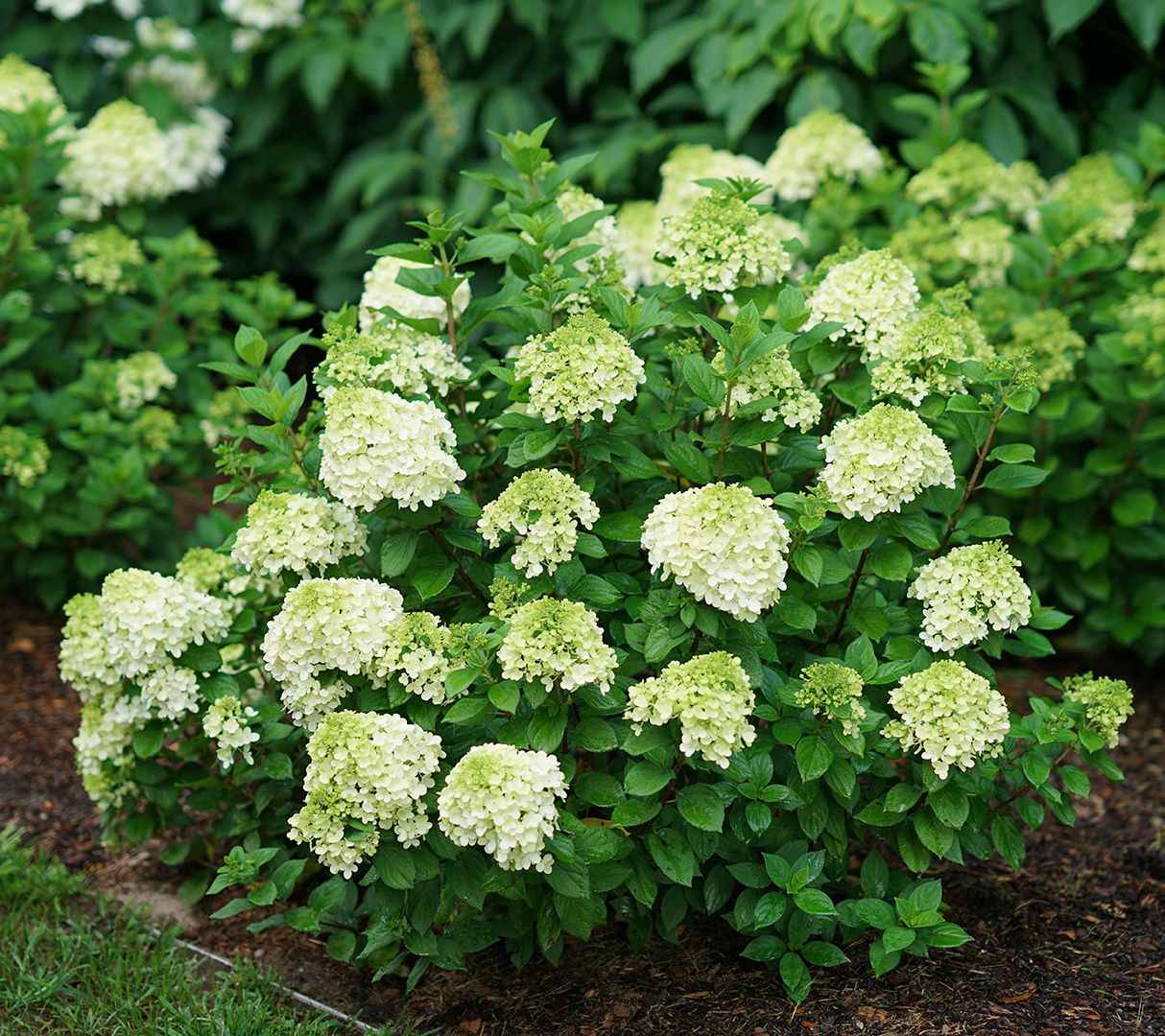 Phillip Watson Designs 1pc Proven Winner's Little Lime Punch Hydrangea ...