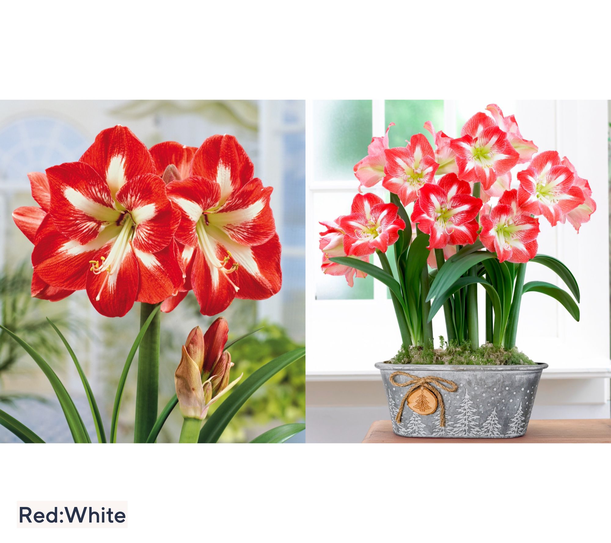 Red/White