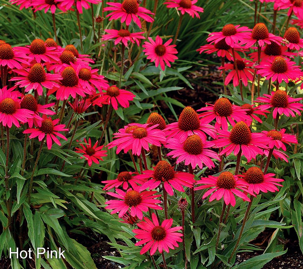 Roberta's 3-Piece Sunmagic Echinacea Plant By Sandra
