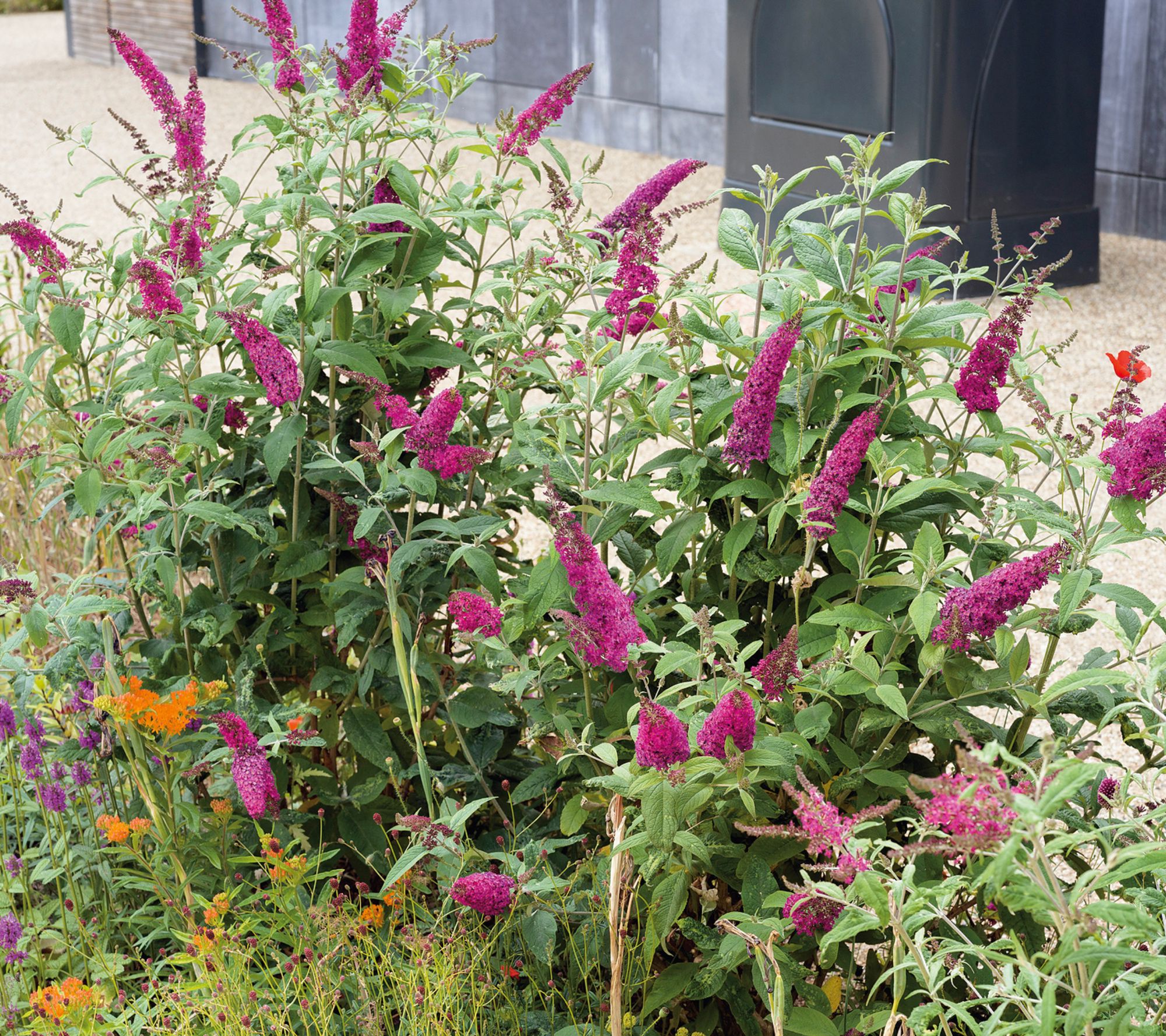 Girl Next Door 1-Piece Magenta Munchkin Butterfly Bush Live Plant