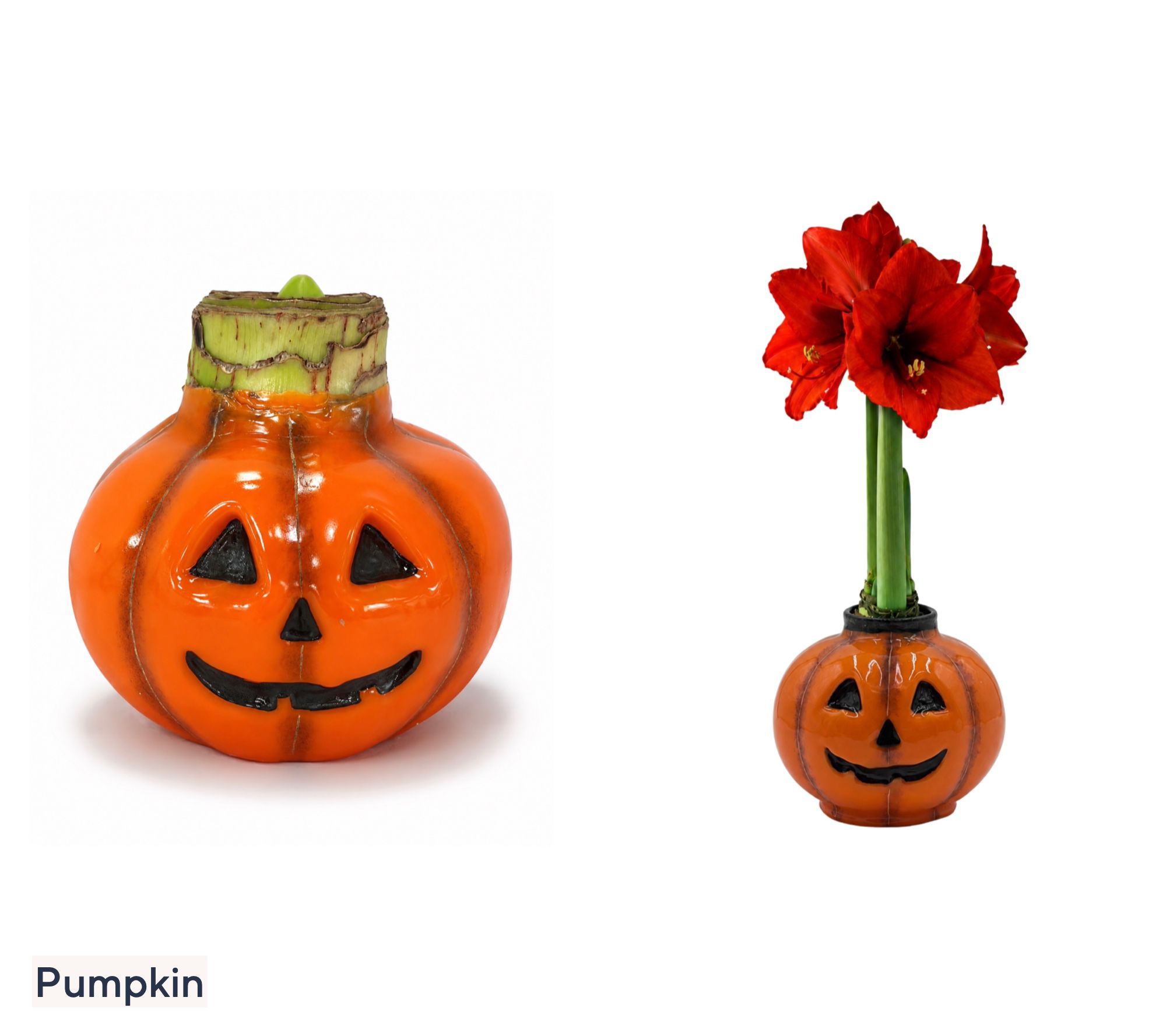マホト　カイワレハンマー　Amaryllis Bomb グッズ　バラ売り可能 SH WK 9/21 Roberta's 1 pc. Halloween Amaryllis Wax Bulb | QVC