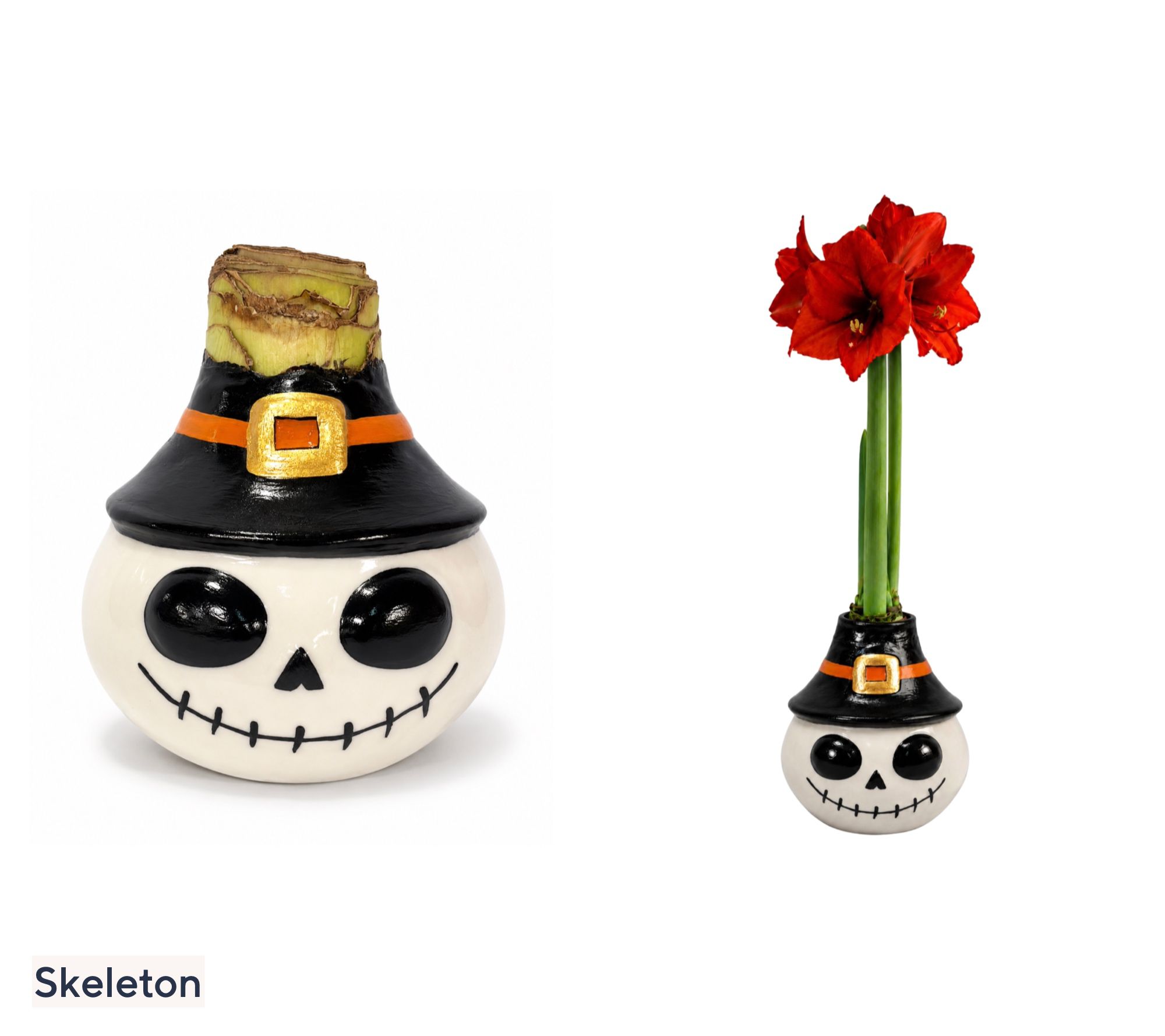 SH WK 9/21 Roberta's 1 pc. Halloween Amaryllis Wax Bulb