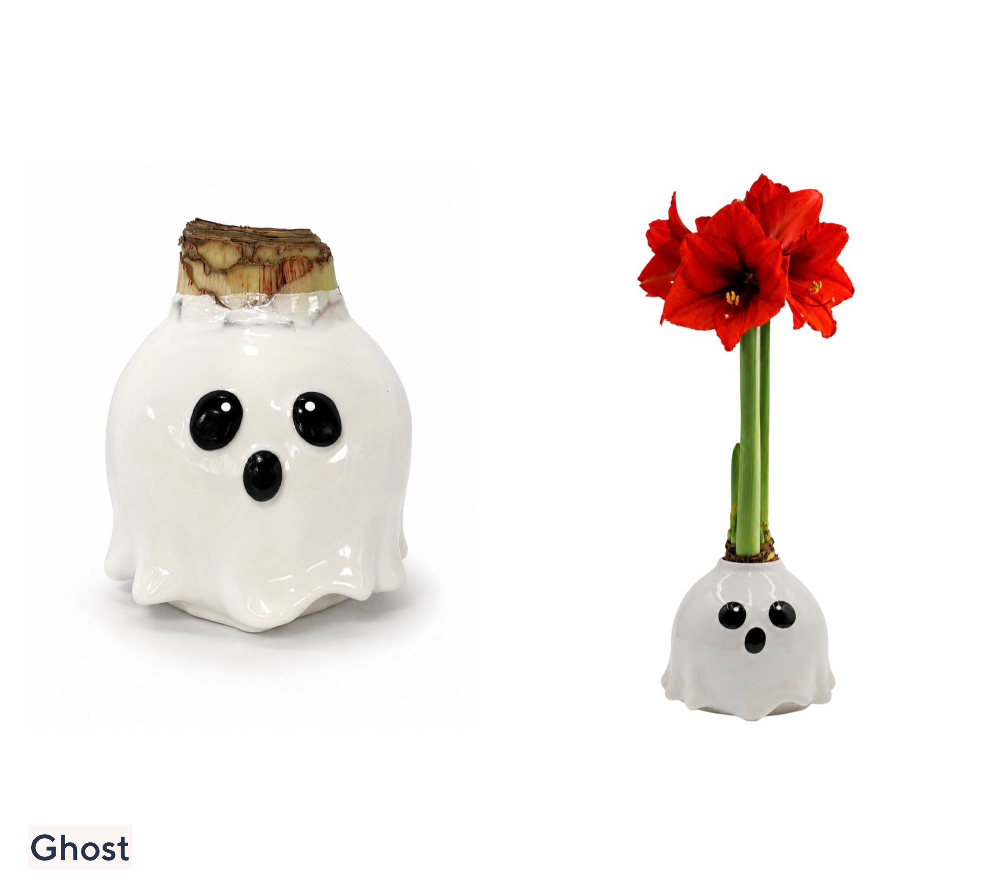 SH WK 9/21 Roberta's 1 pc. Halloween Amaryllis Wax Bulb