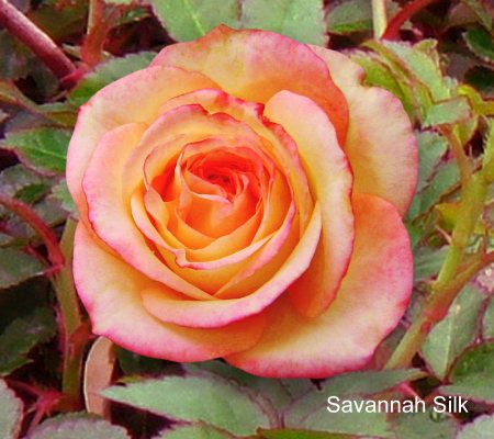 Cottage Farms 4-pc.Continuous Flowering Floribunda Rose Collection ...
