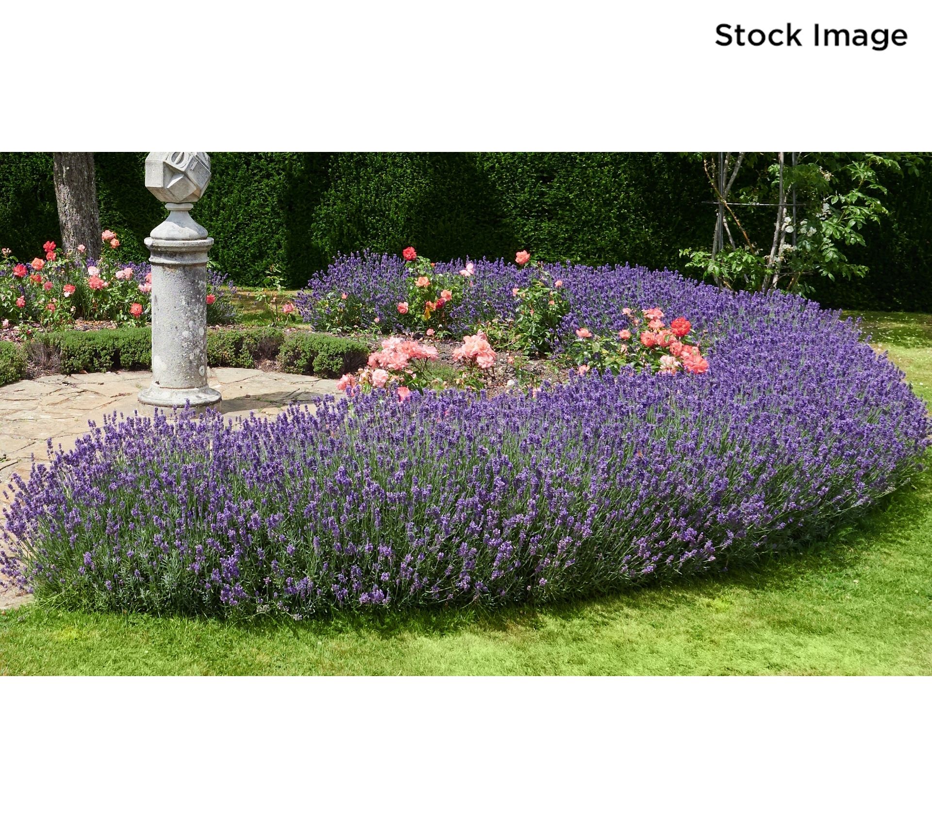 Lavender Plants Sale - Illinois  Lavender & Honey Creek Farm, Ltd.