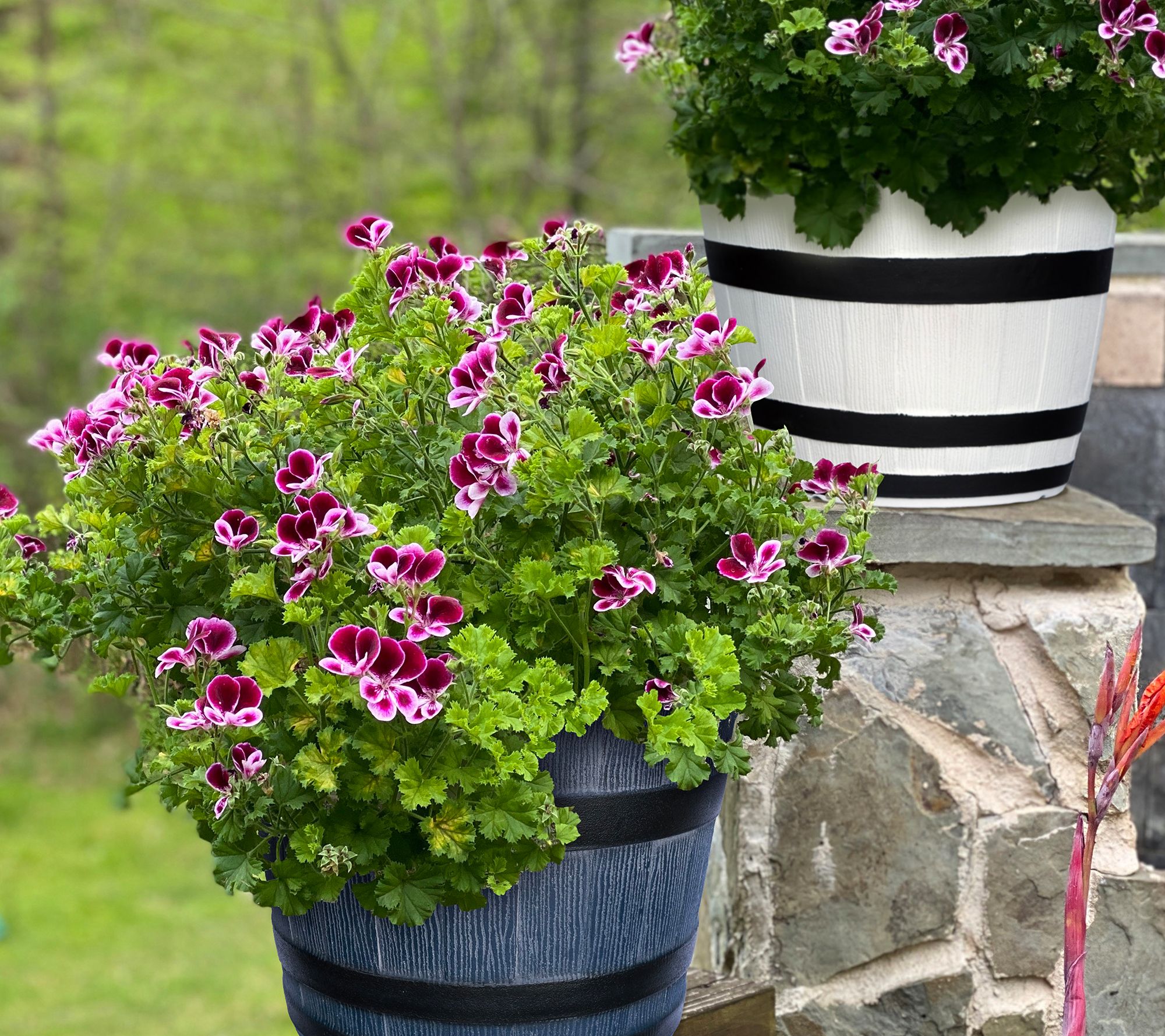 Roberta's 3Pc Mosquitaway Citronella Geranium w/14" Whiskey Barrel