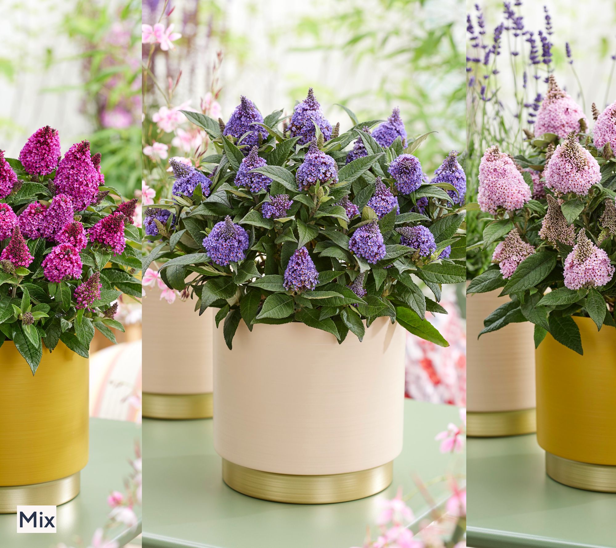 Roberta's 3-Piece Little Rockstar Butterfly Bush Live Plants