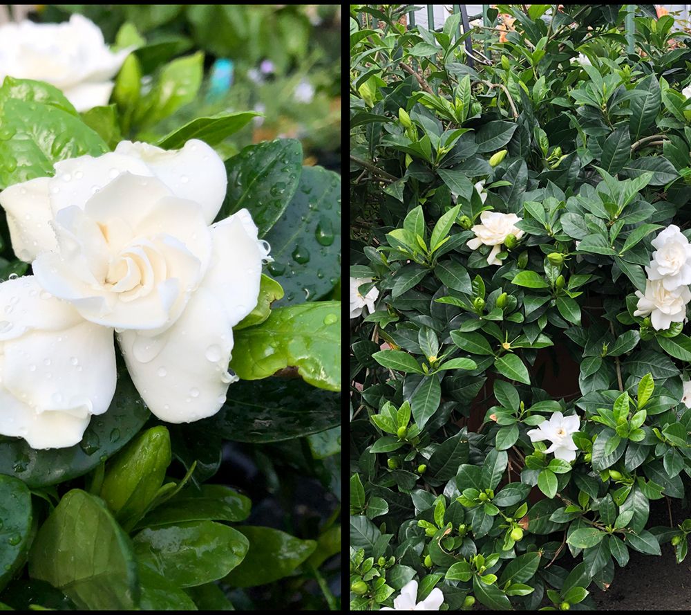 Roberta's 1-Piece Flowering Gardenia Shrub Live Plant 