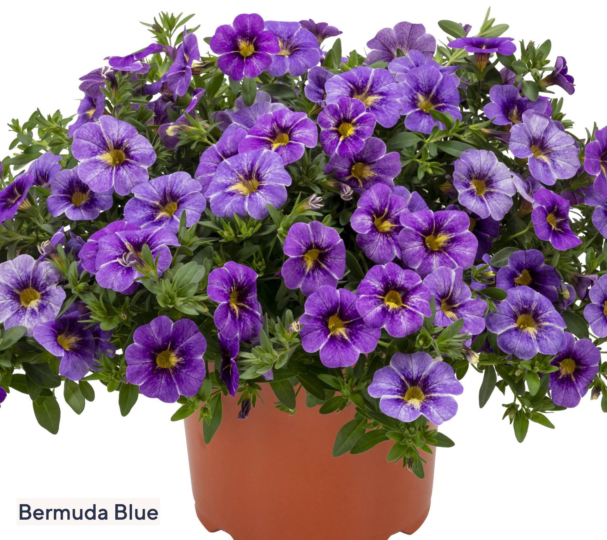 Roberta's 3-Piece Rainbow Series Calibrachoa Live Plants