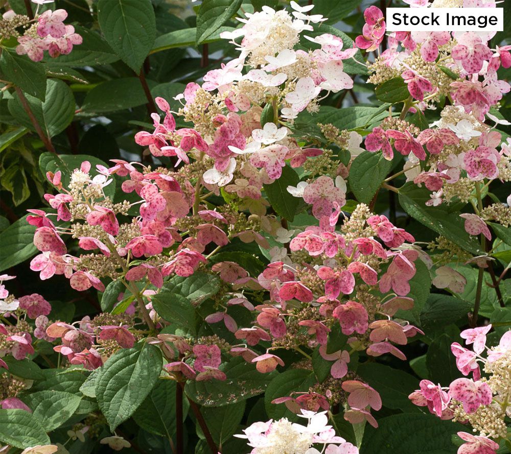 Cottage Farms 1Piece Quick Fire Hydrangea Tree Live Plant