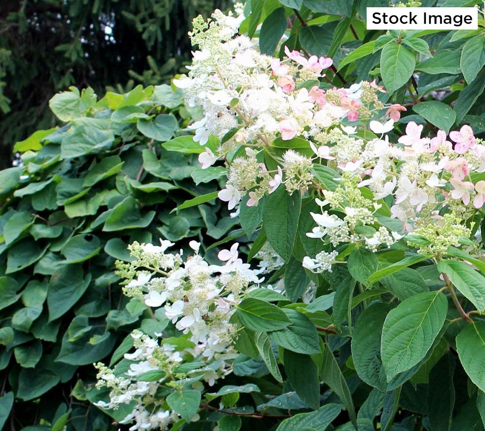 Cottage Farms 1-Piece Quick Fire Hydrangea Tree Live Plant - QVC.com