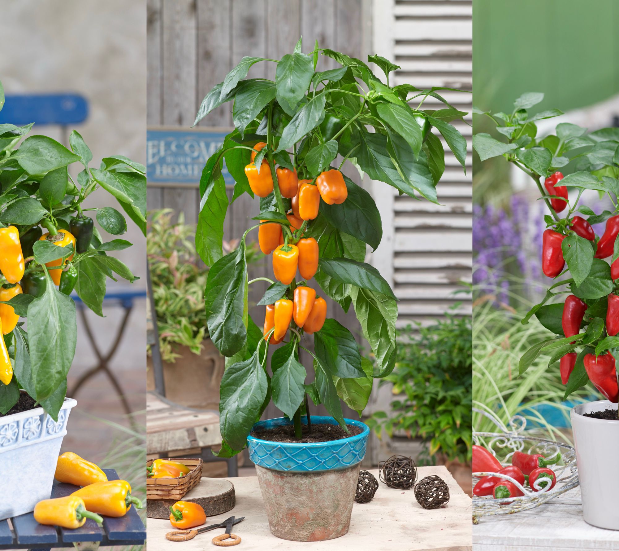 Roberta's 3-Piece Sweet Pillar Snacking Peppers Live Plants