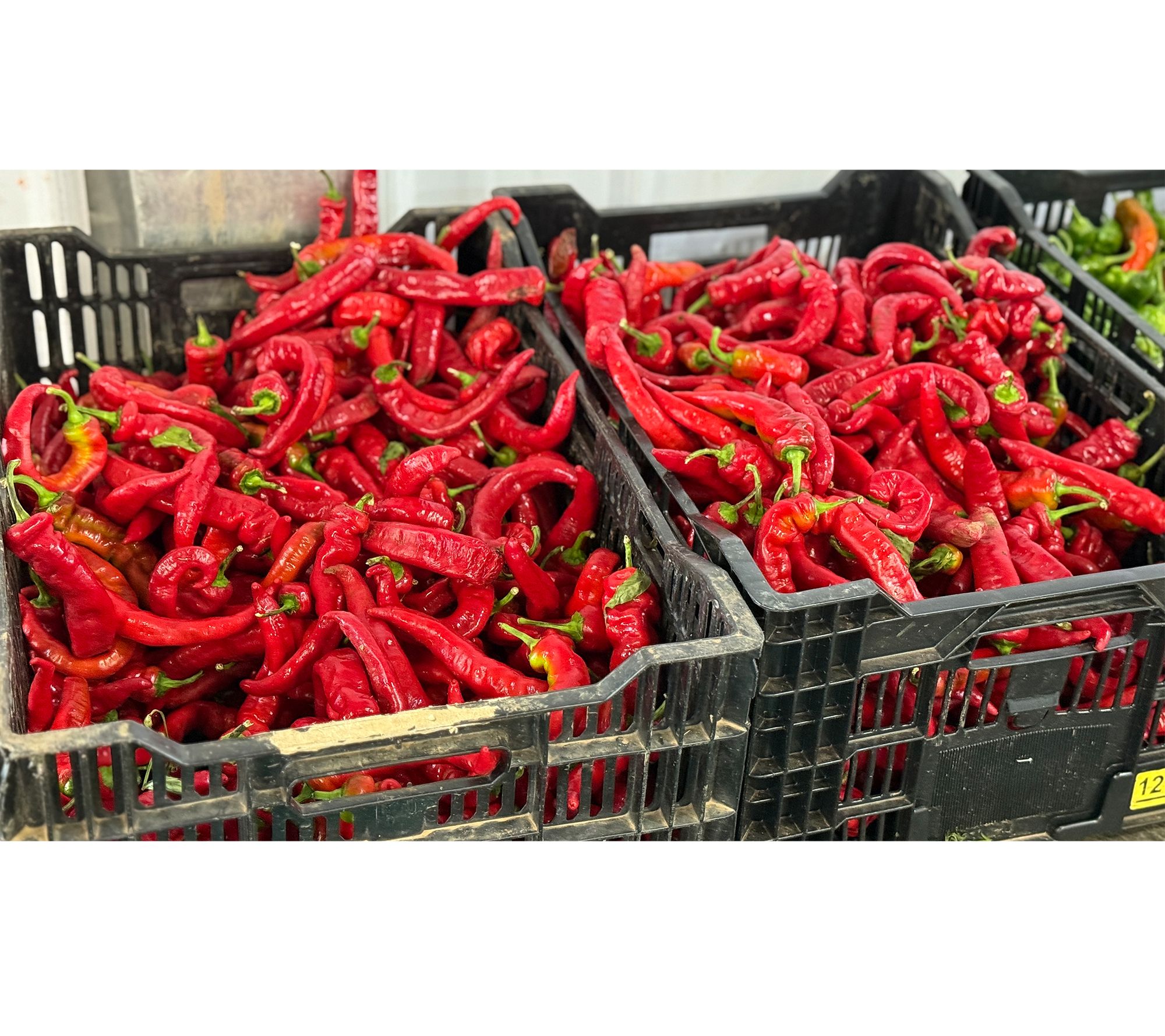 Roberta's 3-Piece Heirloom Jimmy Nardellos Sweet Peppers