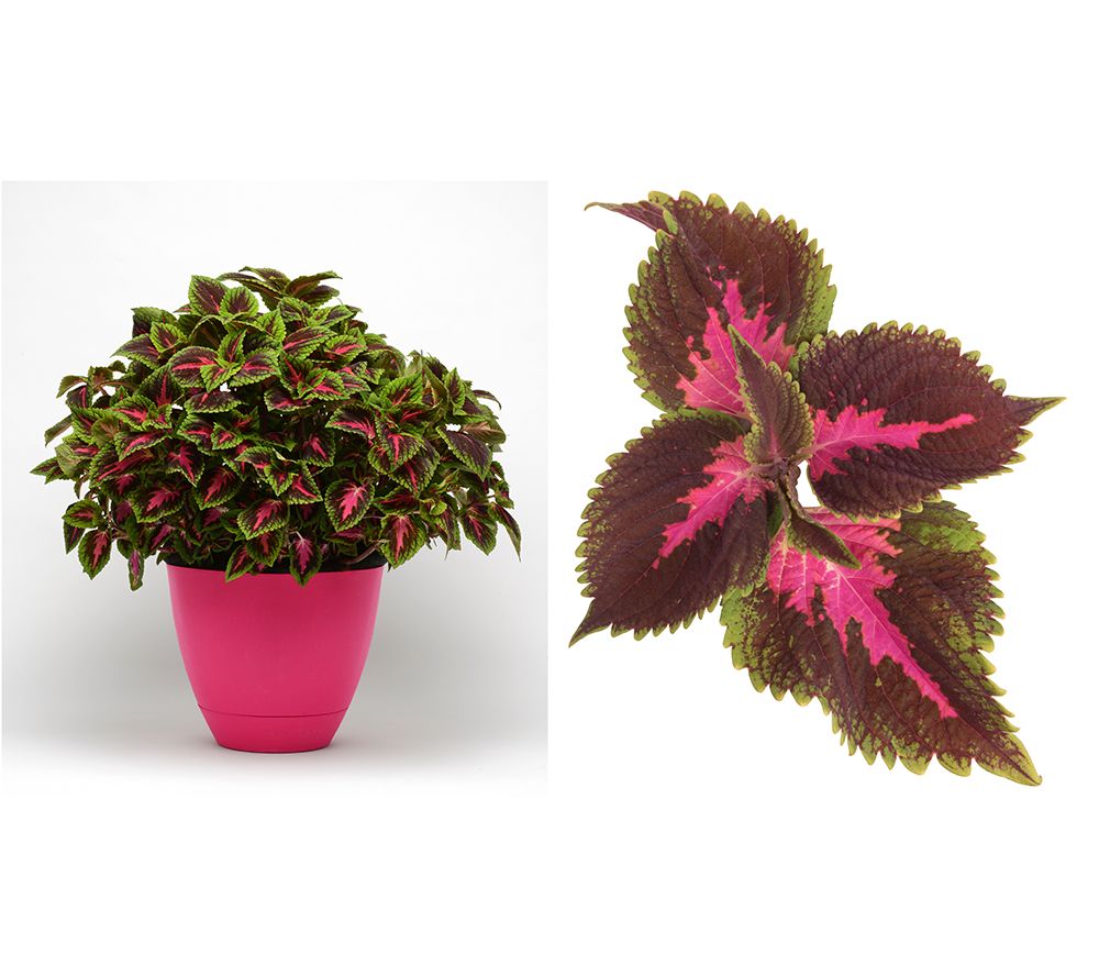 Girl Next Door 3-Piece Main Street Coleus Collection Live Plants - QVC.com