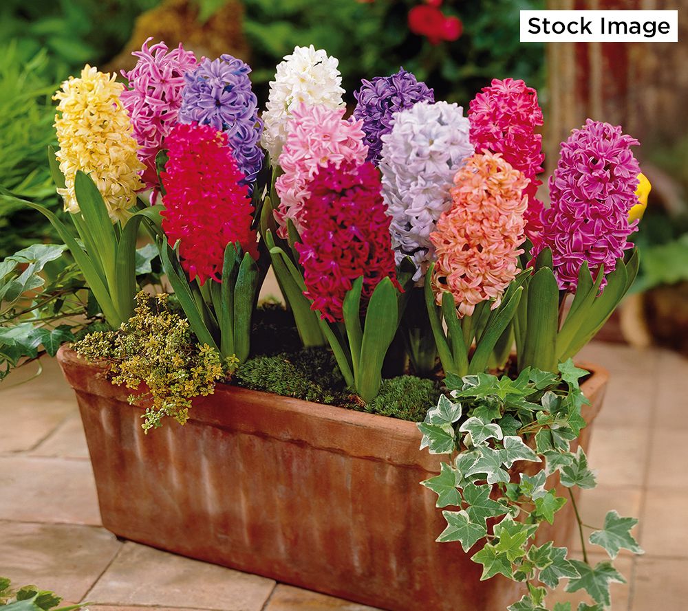 Ships 10/6/25 De Jager 12pc Highly Fragrant Hyacinth Live Bulbs