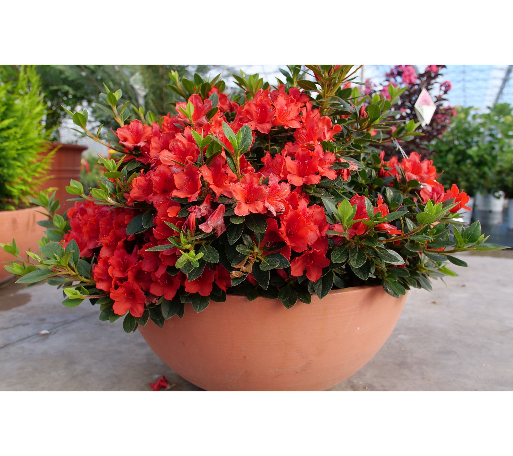 Roberta's Acid Booster Plant Food 17 66