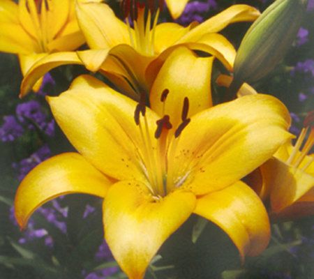Cottage Farms 15 Piece Great American Asiatic Lily Collection