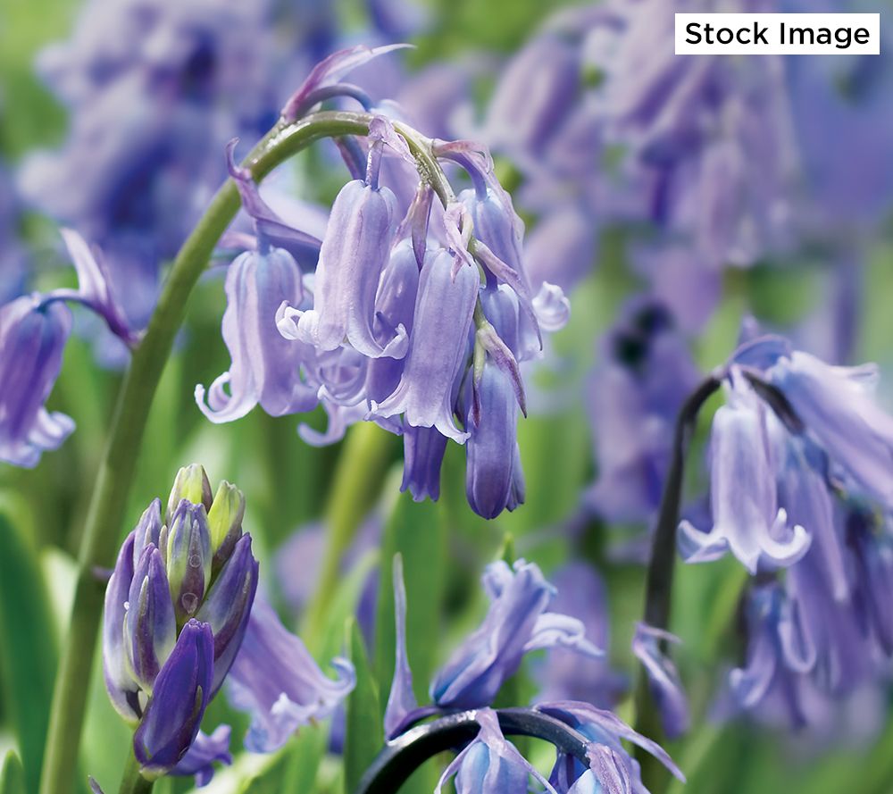Ships 10/6/25 De Jager 15pc Scented English Bluebells Live Bulbs