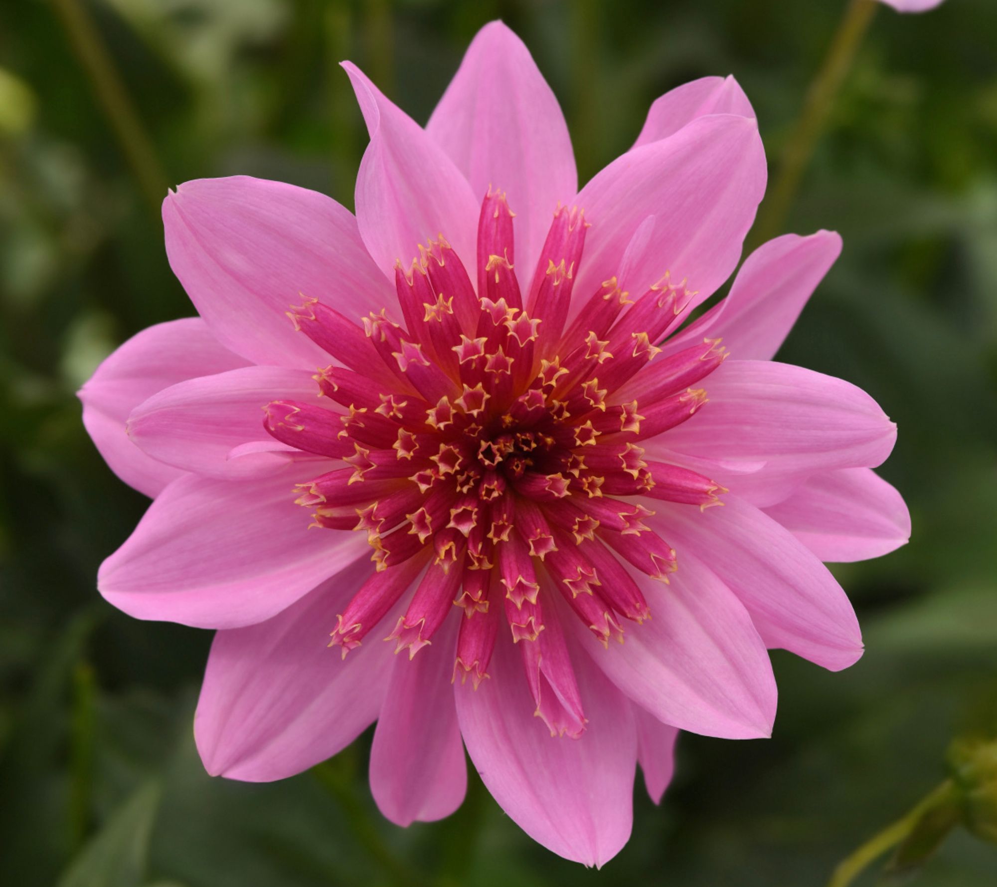 Roberta's 2-Piece Venti Series Dahlia Live Plants