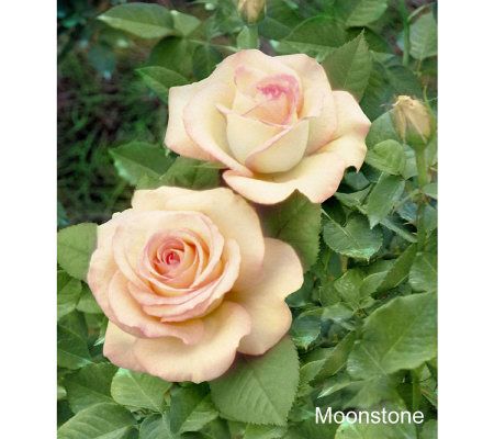 Cottage Farms 36 Moonstone Standard Tree Rose Page 1 Qvc Com