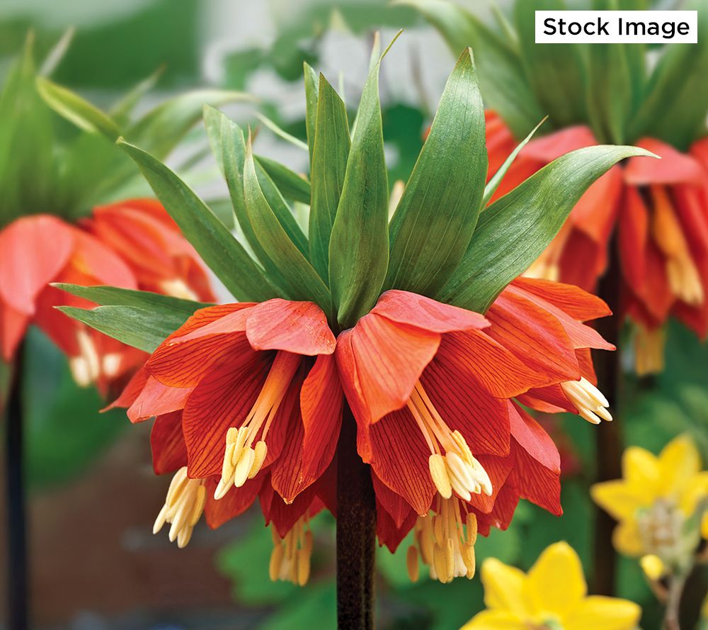 Ships 10/6/25 De Jager 4pc Fritillaria Imperialis Live Bulbs