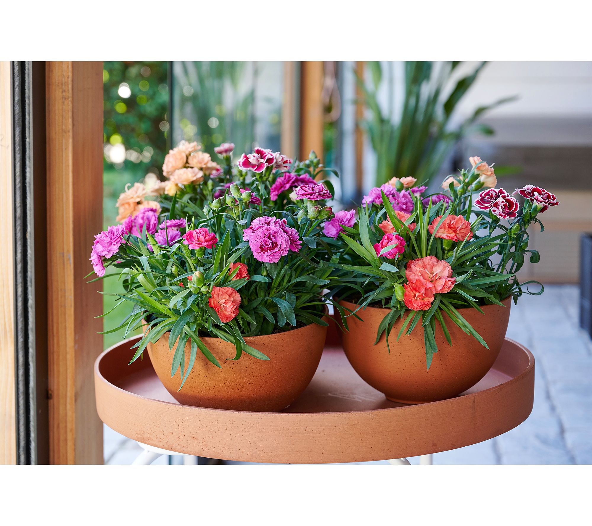 Roberta's 3-Piece Sunflor Dianthus Live Plants