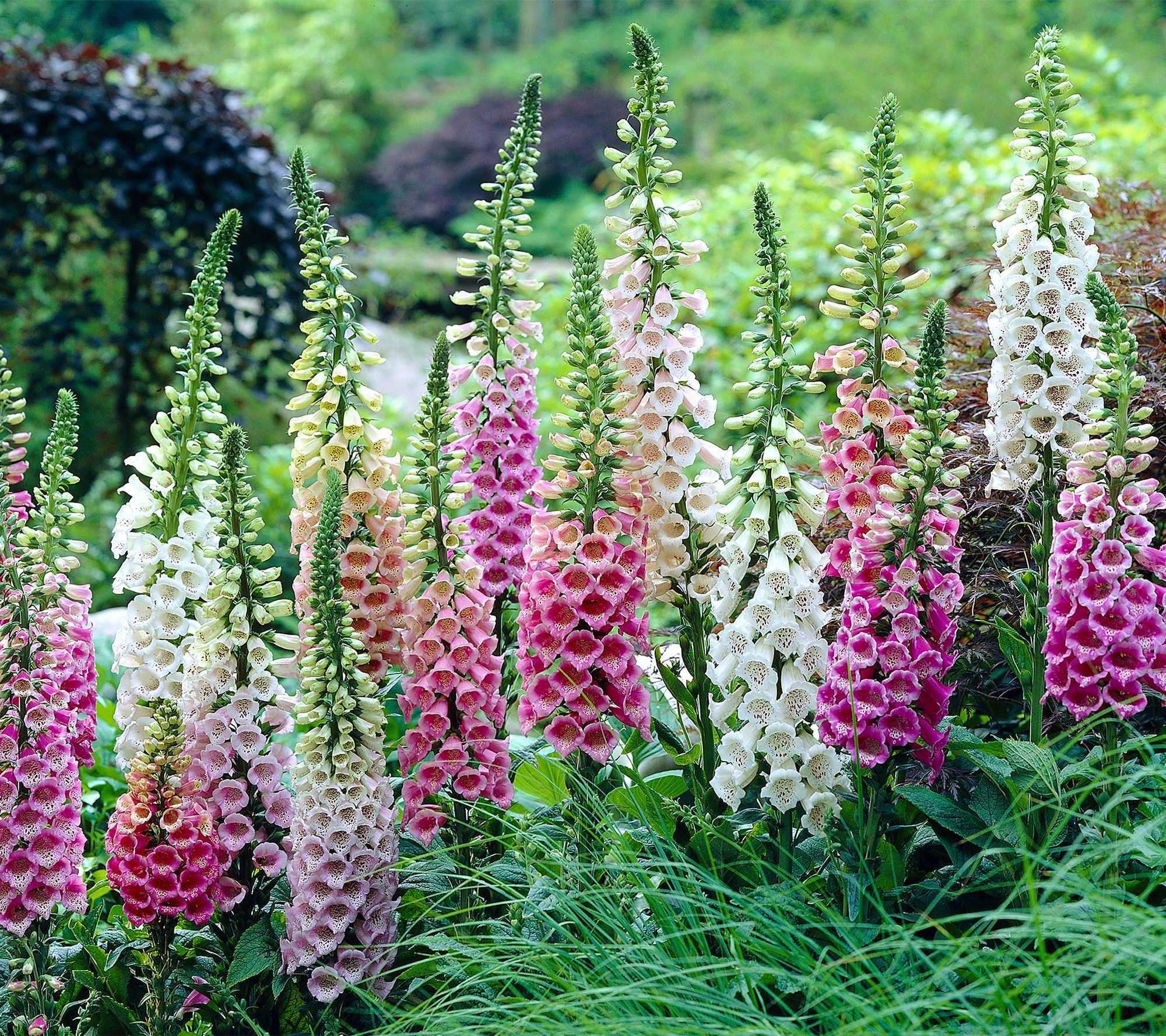 Roberta's 3-Piece Dottie Series Foxglove Live Plants