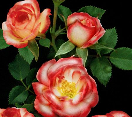 Qvc tuin plant miniatuur rose