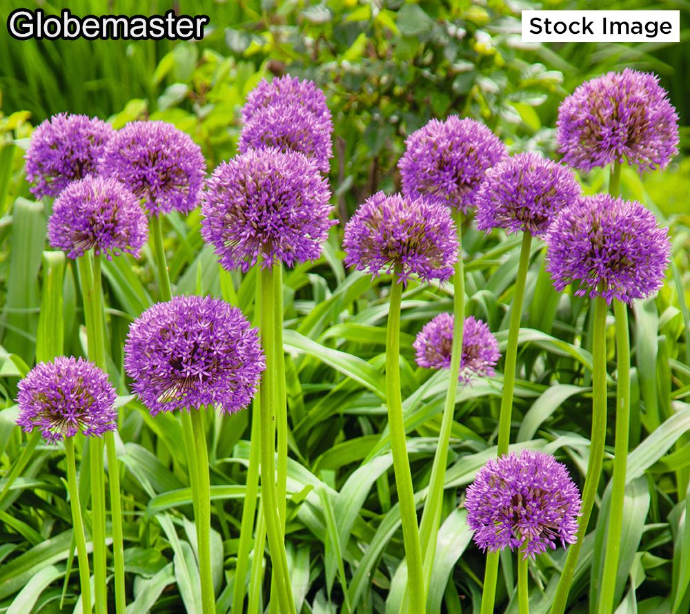 Roberta's 4-Piece Allium Globemaster Pink & Purple Live Bulbs