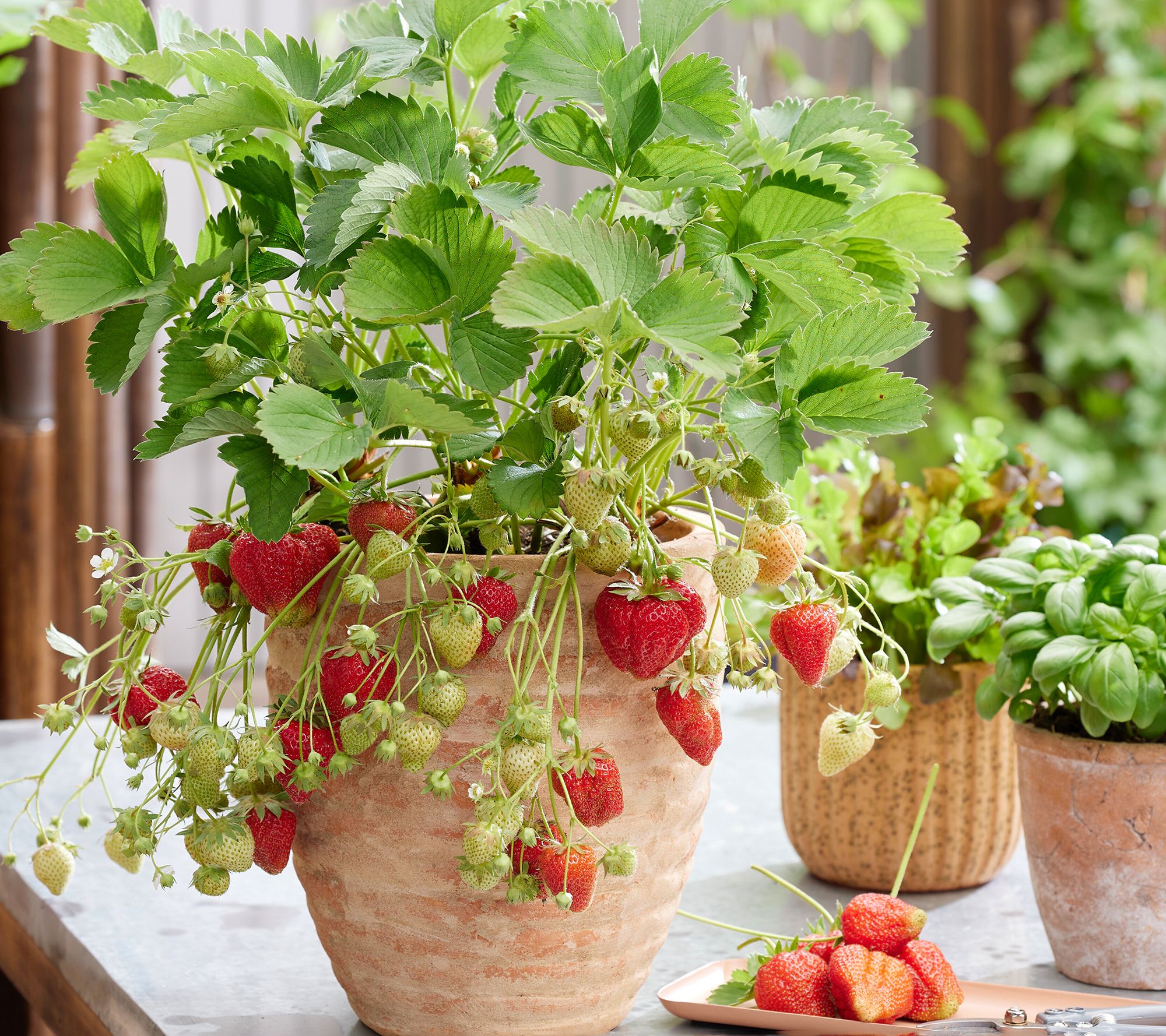 Roberta's 6pc Ozark Beauty Everbearing Strawberry Live Plants