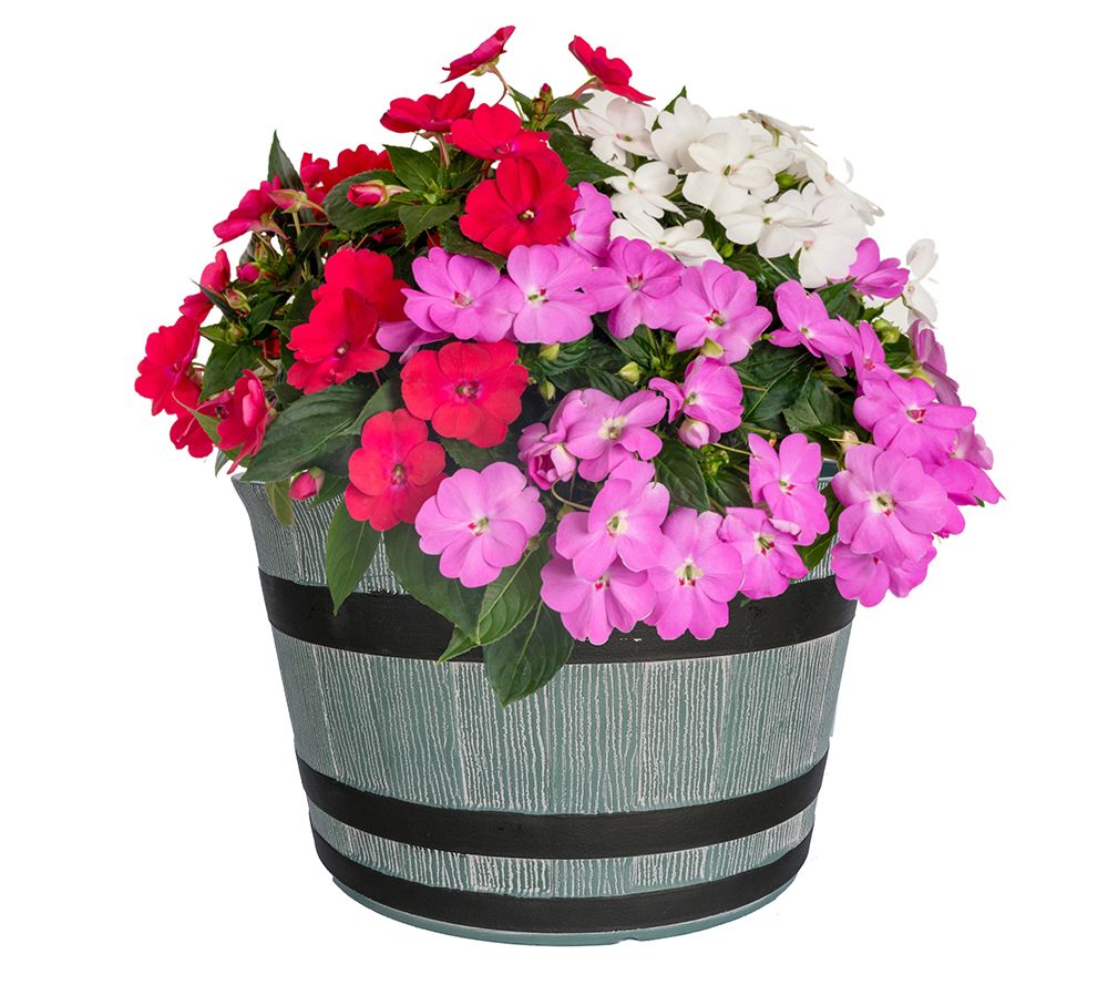 Roberta's 3Pc SunPatiens with Whiskey Barrel Planter Auto-Delivery