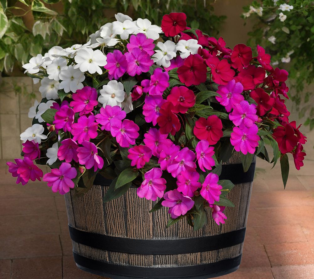 Roberta's 3Pc SunPatiens with Whiskey Barrel Planter Auto-Delivery