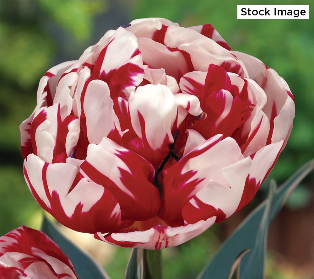 Ships 10/6/25 De Jager 20pc Gently Scented Peony Tulips Live Bulbs
