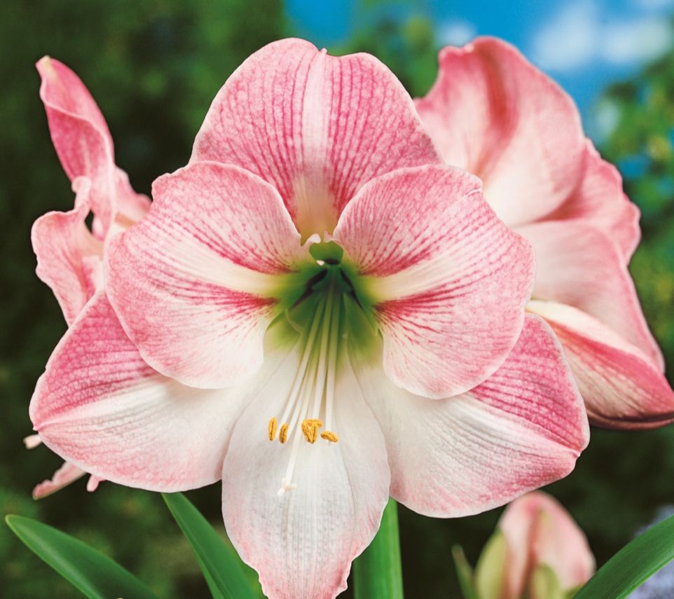 Roberta's Holiday Amaryllis Bulb with Soil and Tin Pot 1pc