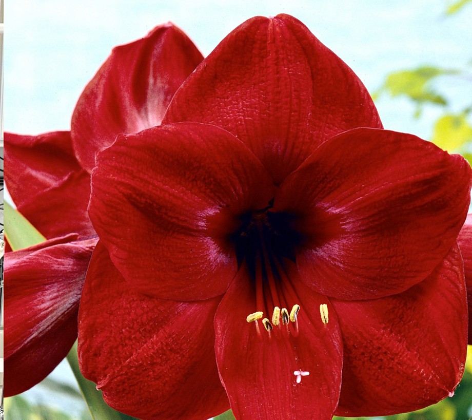 Roberta's Holiday Amaryllis Bulb with Soil and Tin Pot 1pc