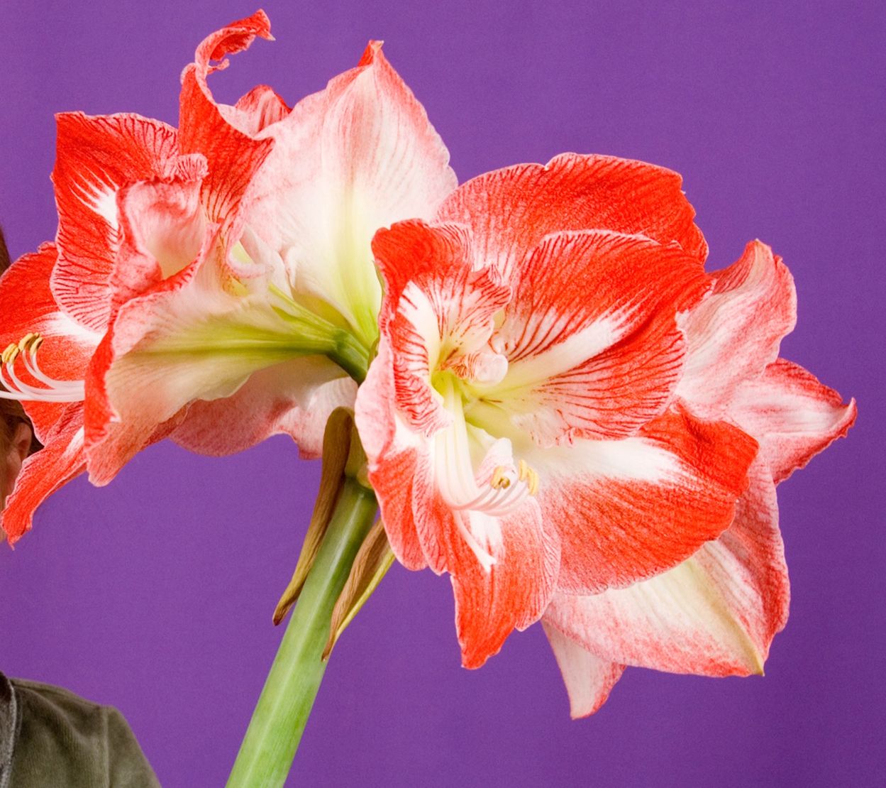 Roberta's Holiday Amaryllis Bulb with Soil and Tin Pot 1pc