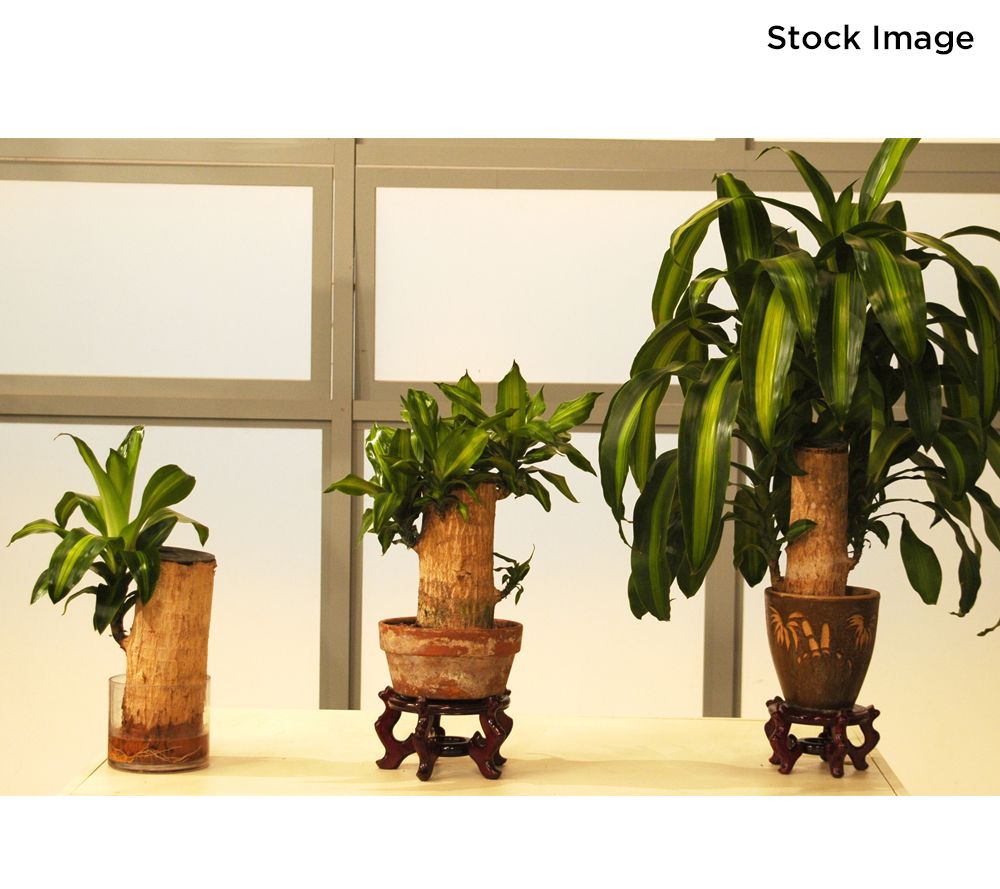 Totem plant care