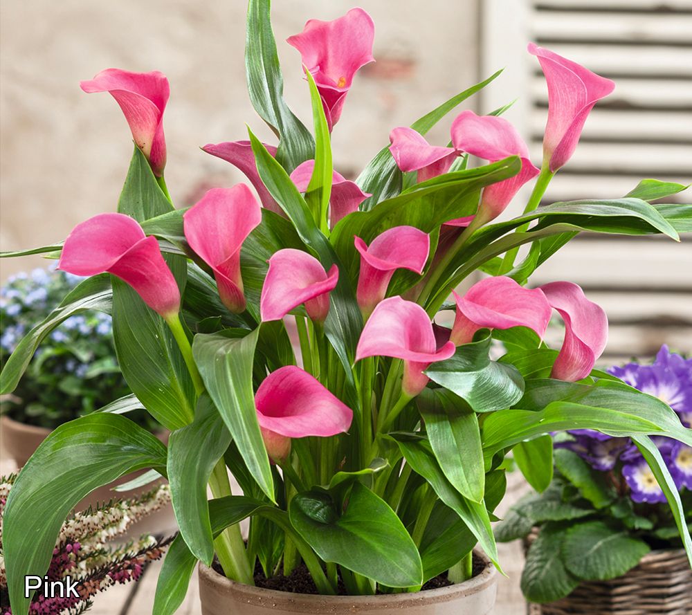 Roberta's 5pc Long Blooming Calla Lillies Live Bulbs W/ Sample Food