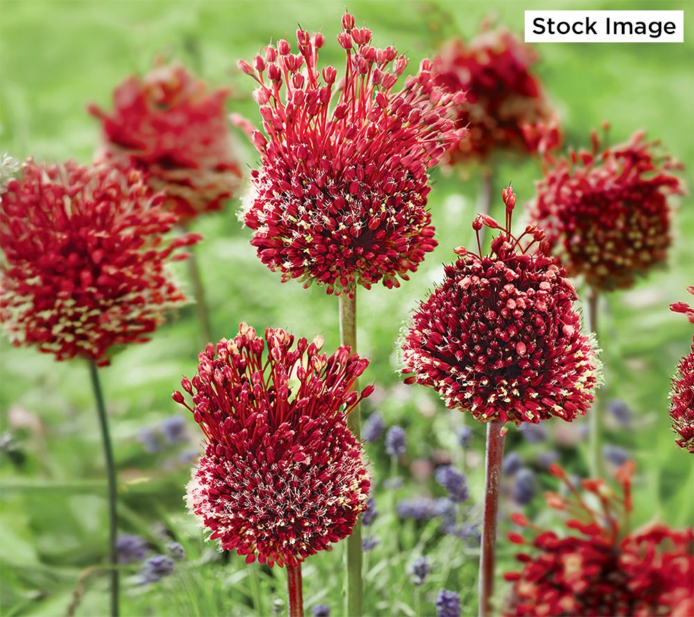 Ships 10/6/25 De Jager 5pc Red Mohican Allium Live Bulbs - QVC.com, image size:1000x889