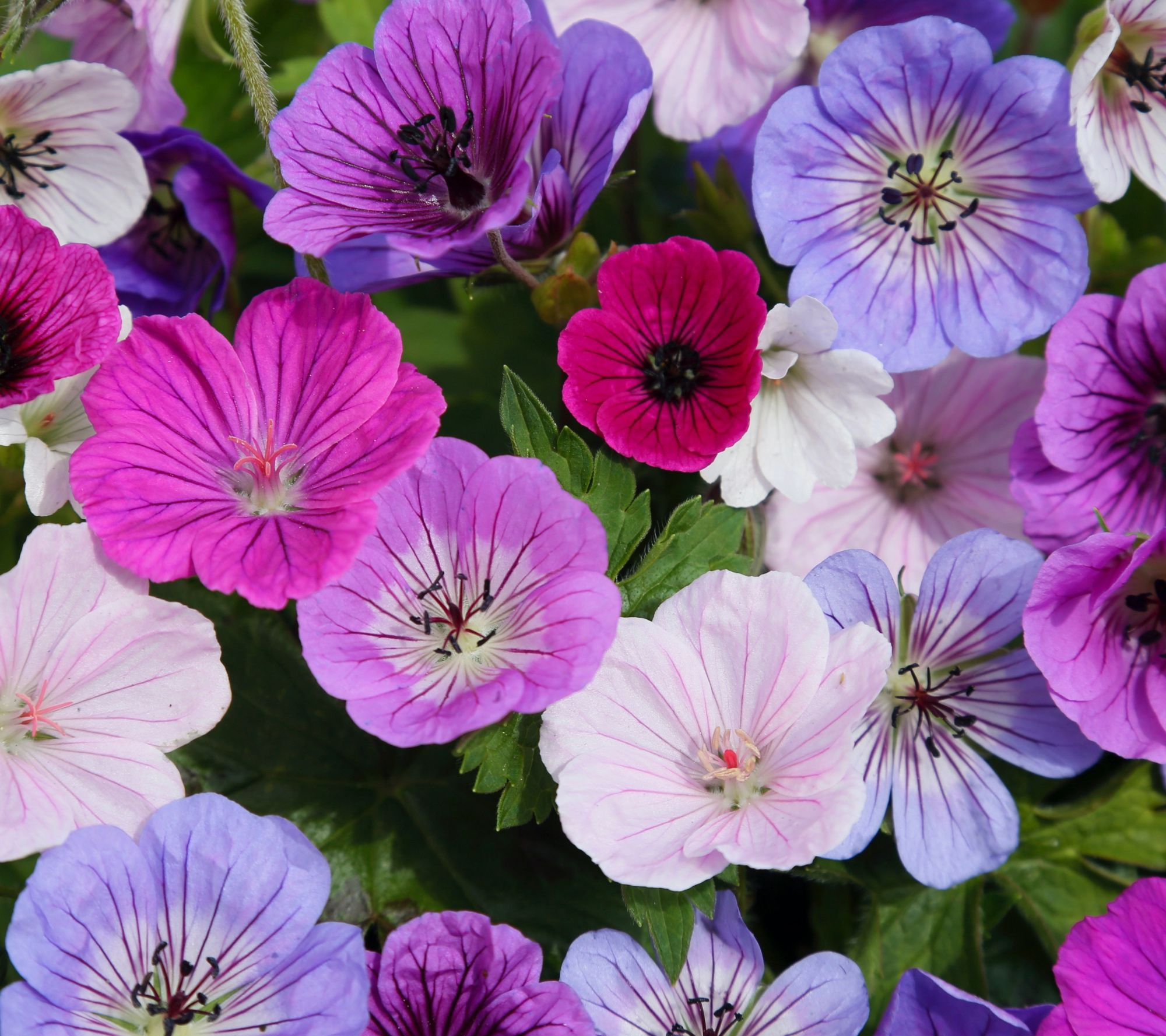Roberta's 3-Piece Hardy Marco's Mix Geranium Live Plants